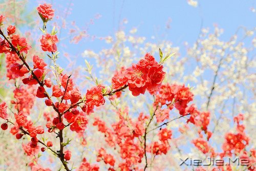 ���ƽ�ͣ�����������װ���������Ҹ� (9)